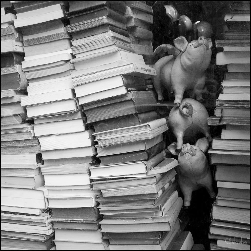 Lecture cochone