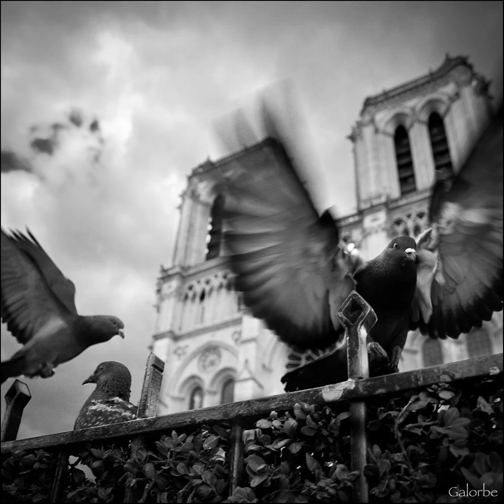 Les pigeons de Notre Dame
